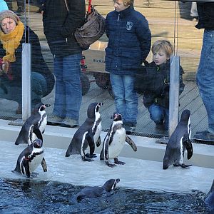 Humboldt penguins and Harbour seal at Bochum