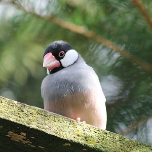 java sparrow