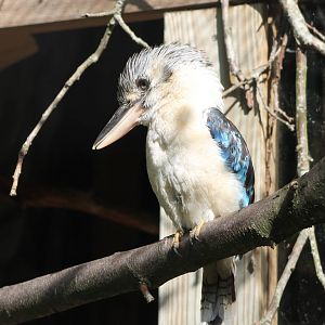 blue-winged kookaburra