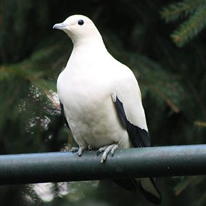 pied imperial pigeon