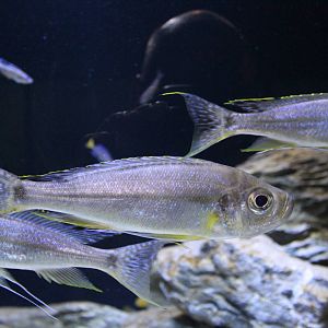 Three-striped Haplotaxodon