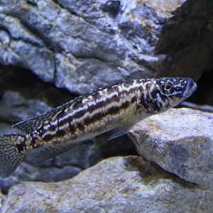 Nkambe Cichlid