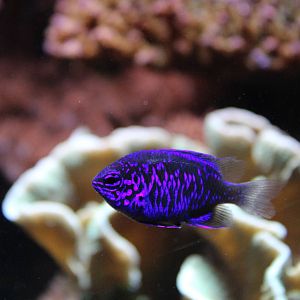 Springer's Demoiselle