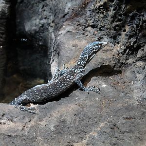 Blue Tree Monitor