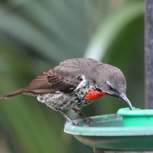 Scarlet-chested Sunbird