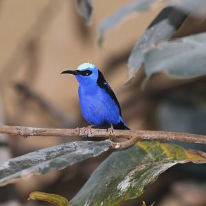 Red-legged Honeycreeper