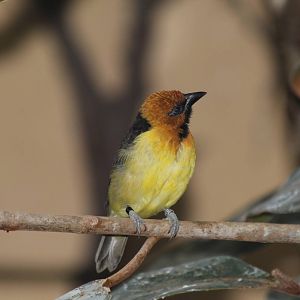 Black-necked Weaver