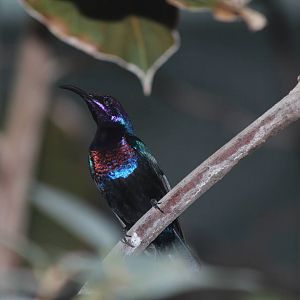 Splendid Sunbird