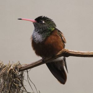 Amazilia Hummingbird