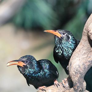 Green Wood Hoopoe