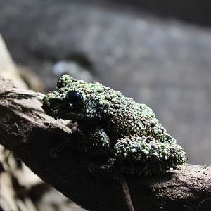 Vietnamese Mossy Frog