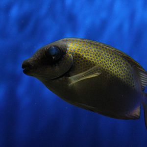 Blue-spotted Spinefoot
