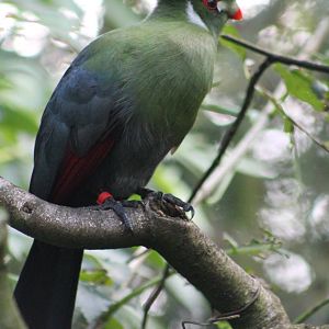 white-cheeked turaco