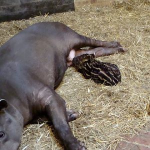Tapirus terrestris  - young female given birth a few days ago