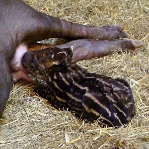 Tapirus terrestris - young female given birth a few days ago