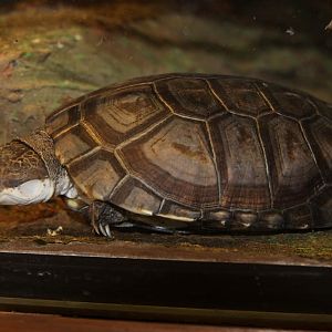 African Helmeted Turtle (Pelomedusa subrufa)