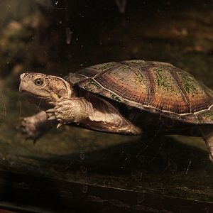 African Keeled Mud Turtle (Pelusios carinatus)