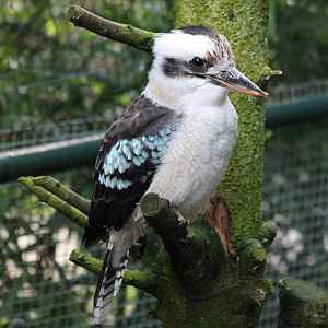 kookaburra