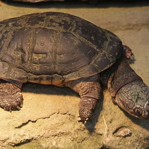 Gaboon Forest Turtle (Pelusios gabonensis)