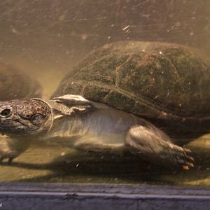 East African Black Mud Turtle (Pelusios subniger)