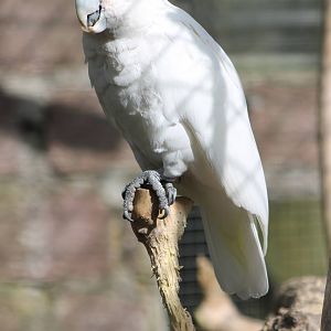 goffin´s cockatoo