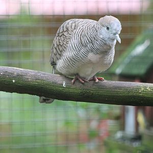 zebra dove