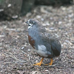 painted quail