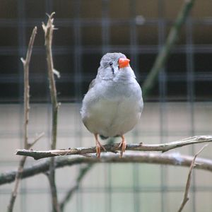 Timor zebra finch