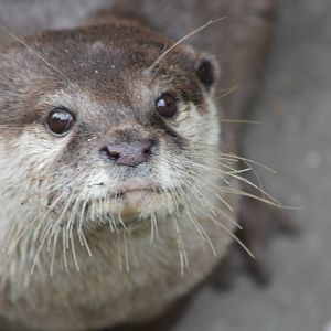 small-clawed otter