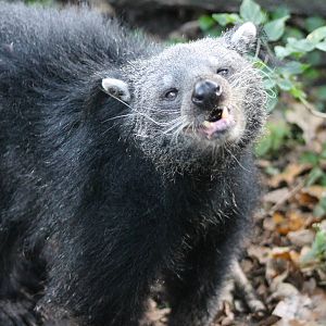 binturong