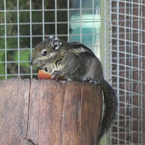 squirrel of some kind