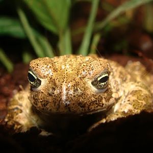 Bufo calamita