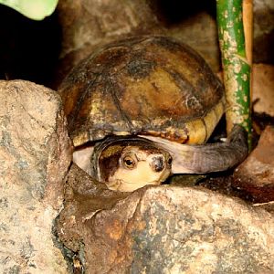 Kinosteron leucostomum