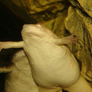 Xenopus laevis
