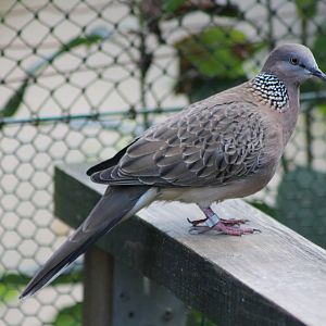 spotted or necklace dove
