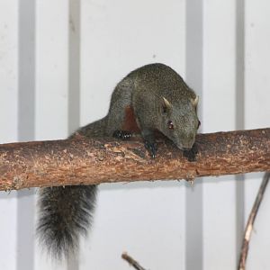 pallas squirrel