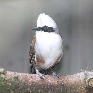 white-crested laughing thrush