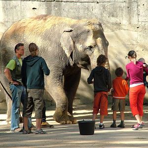 Meeting an Elephant at Liberec, 28/08/12