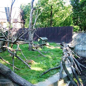 Coati Exhibit at Liberec, 28/08/12