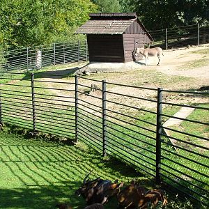 Paddocks at Liberec, 28/08/12