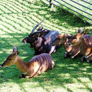 Lowland Nyala at Liberec, 28/08/12