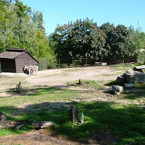 Wild Ass Paddock at Liberec, 28/08/12