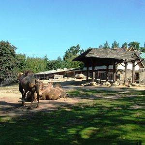 Camel Paddock at Liberec, 28/08/12