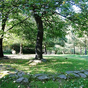 Vicuna Paddock at Liberec, 28/08/12