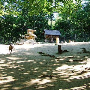 Goat Paddock at Liberec, 28/08/12
