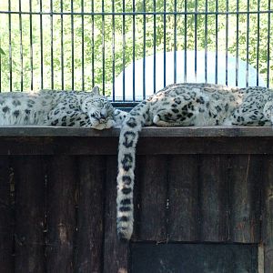 Snow Leopards at Liberec, 28/08/12