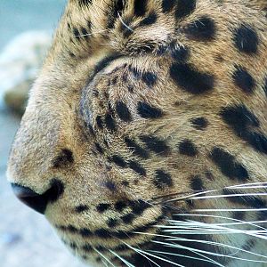 North China Leopard at Liberec, 28/08/12