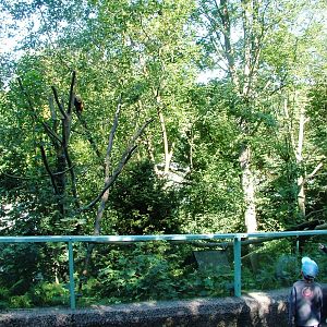 Red Panda Exhibit at Liberec, 28/08/12