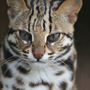 leopard cat