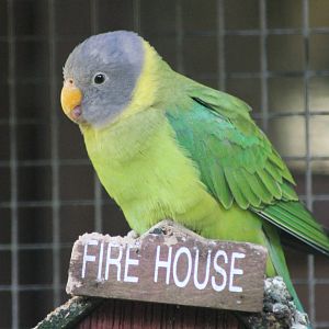 plum-headed parakeet